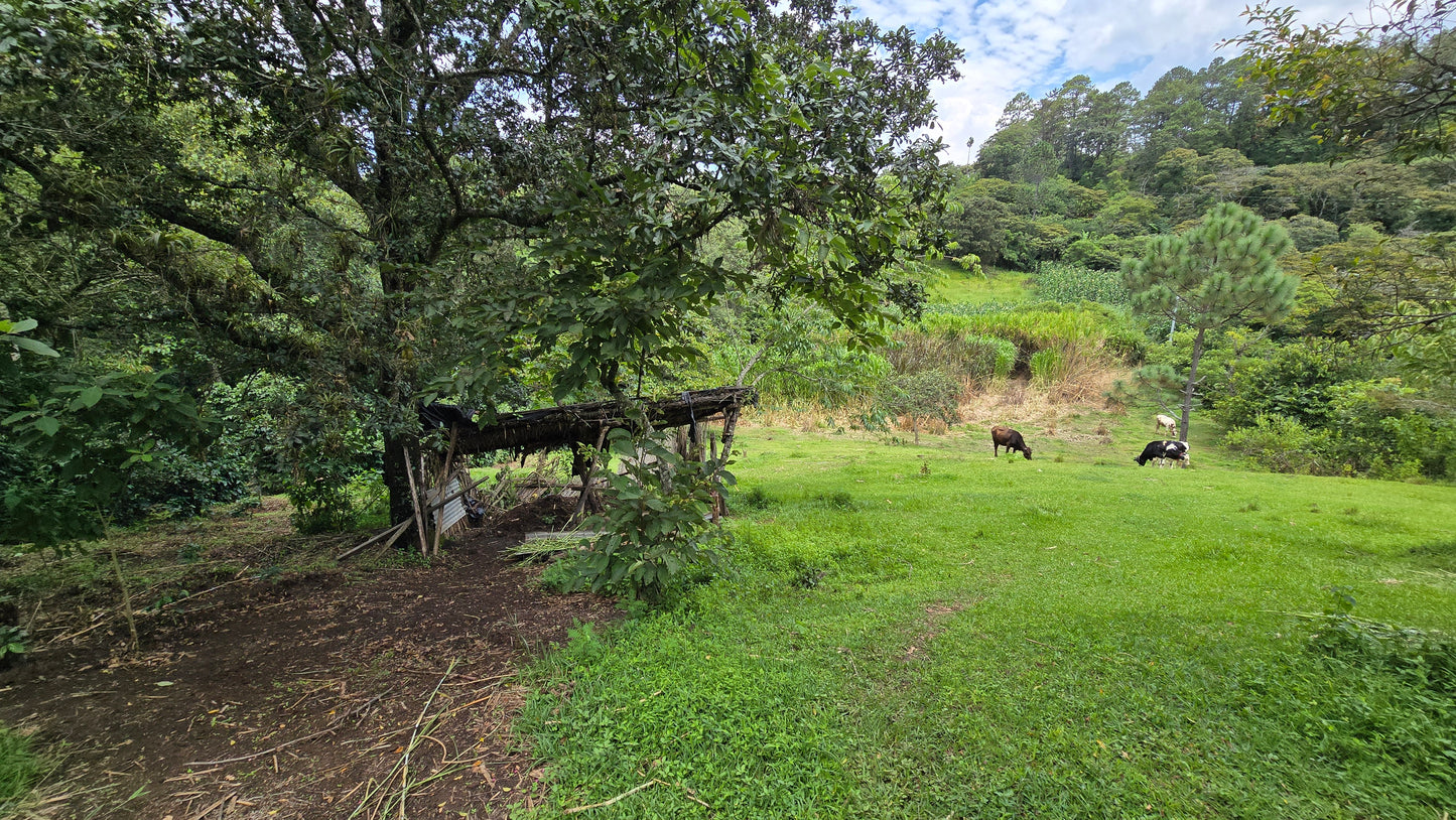 GUATEMALA – ASPROGUATE - Torréfaction Coffret 3 Torréfactions