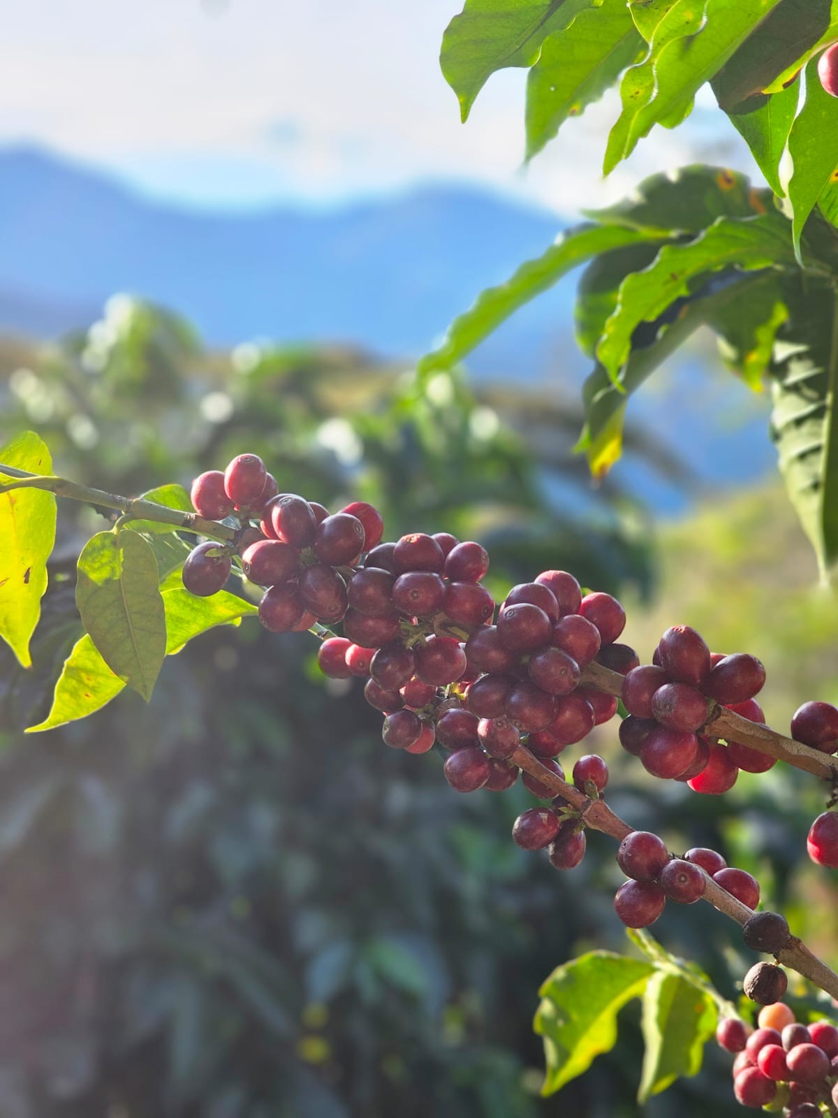 INDONESIE - YOGA - Coffret 3 Torréfactions