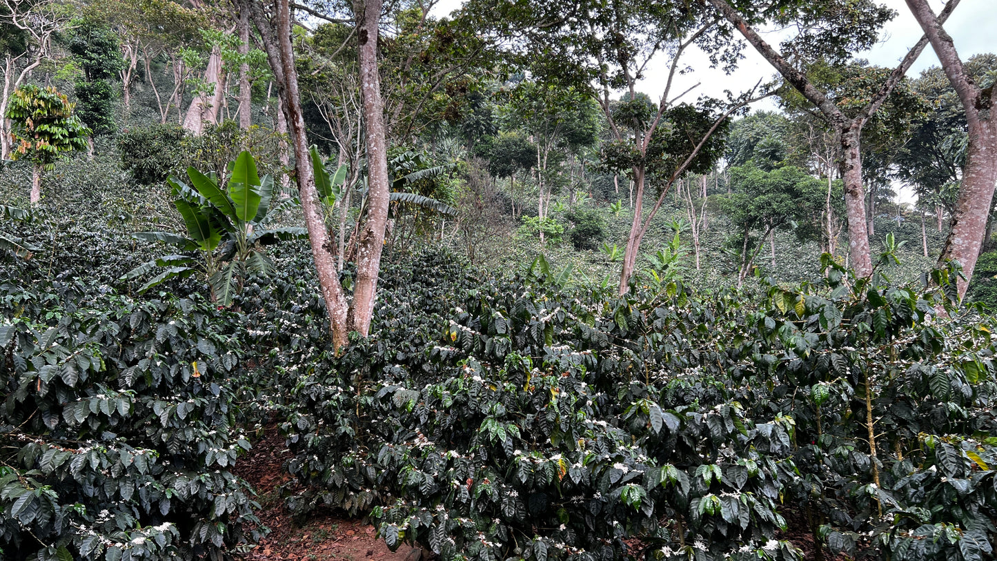 NICARAGUA - DIPILTO - Torréfaction Medium