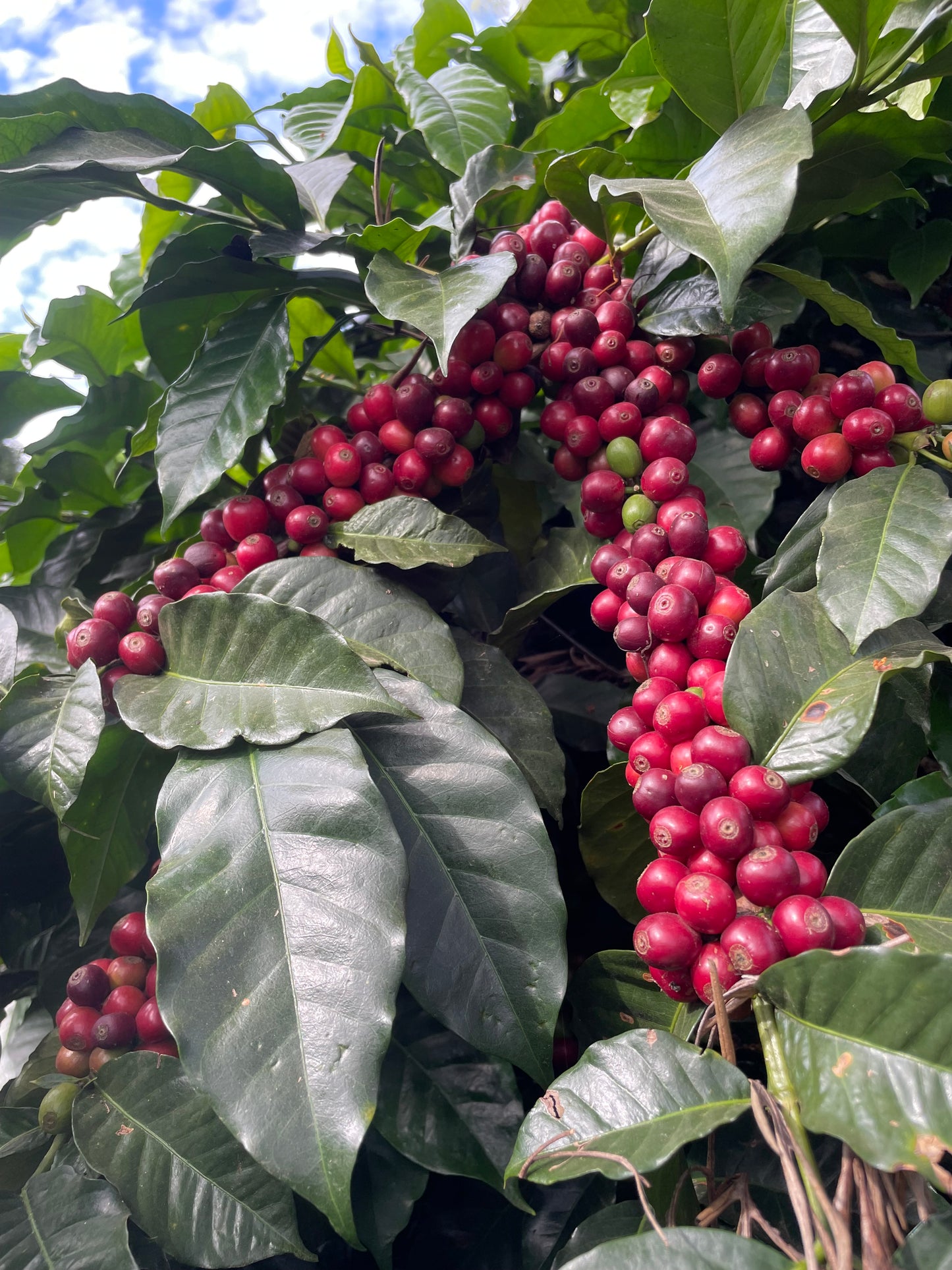KENYA - KIAMBU - Torréfaction Medium