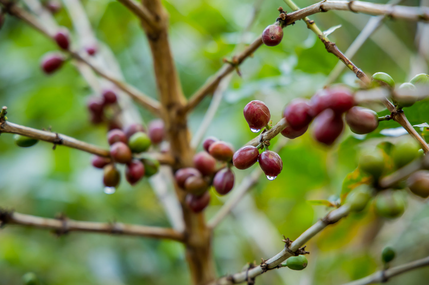 RWANDA - MURAMBI - Torréfaction Medium