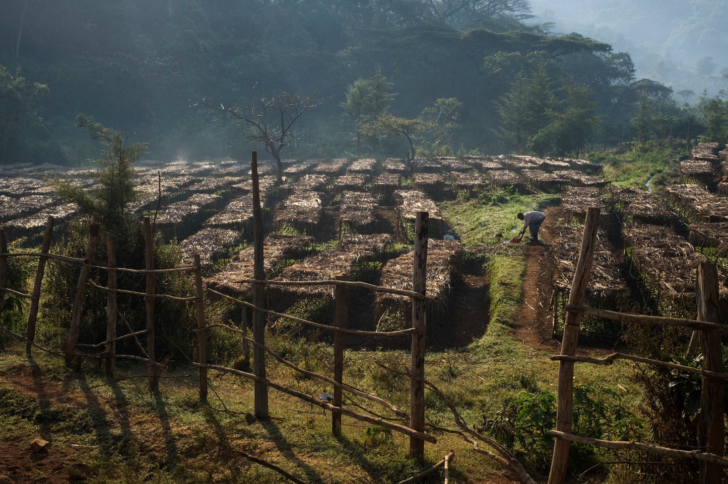 ETHIOPIE - JIMMA  - Torréfaction Foncée
