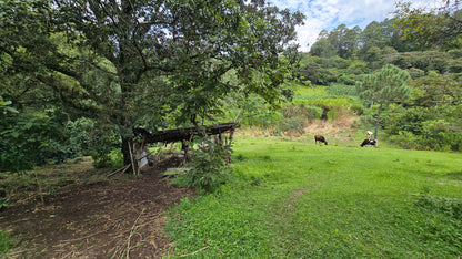 GUATEMALA – ASPROGUATE - Torréfaction Medium
