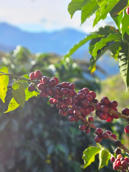 INDONESIE - YOGA - Coffret 3 Torréfactions