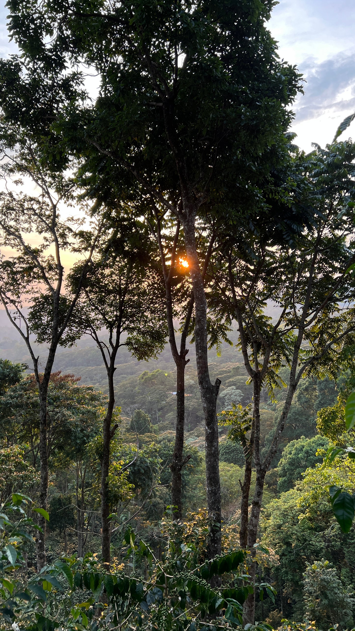 NICARAGUA - DIPILTO - Torréfaction Medium