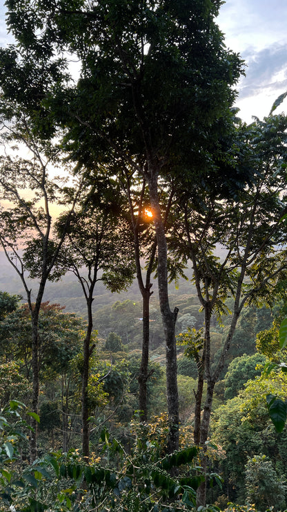 NICARAGUA - DIPILTO - Torréfaction Medium