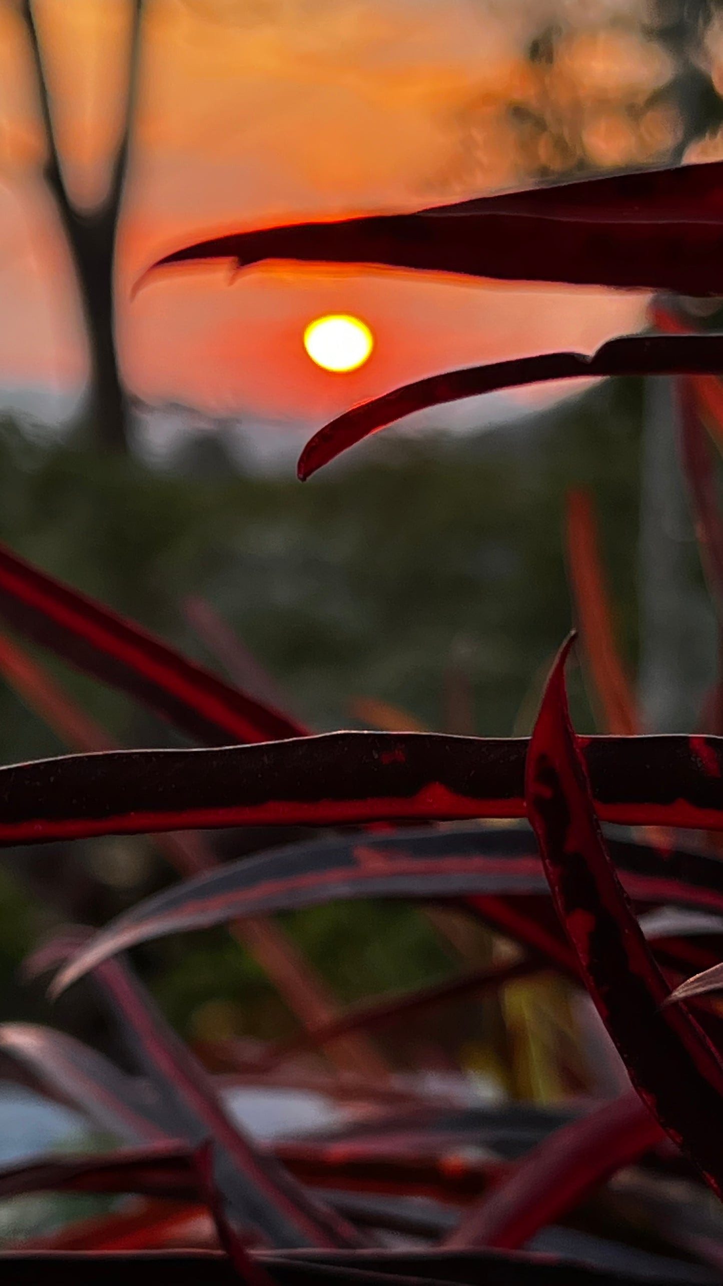 NICARAGUA - DIPILTO - Torréfaction Medium