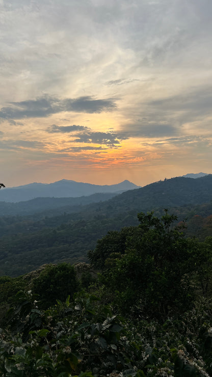 NICARAGUA - DIPILTO - Torréfaction Medium