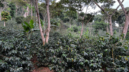 NICARAGUA - DIPILTO - Torréfaction Medium