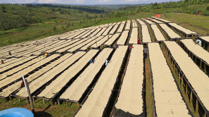 RWANDA - MURAMBI - Torréfaction Medium
