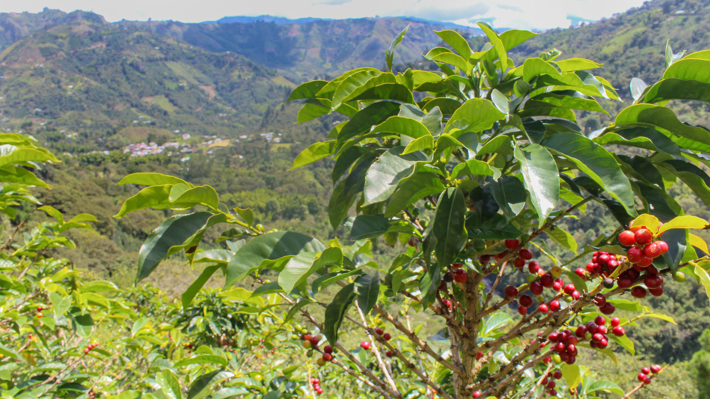 COLOMBIE - CAUCA - Torréfaction Foncée
